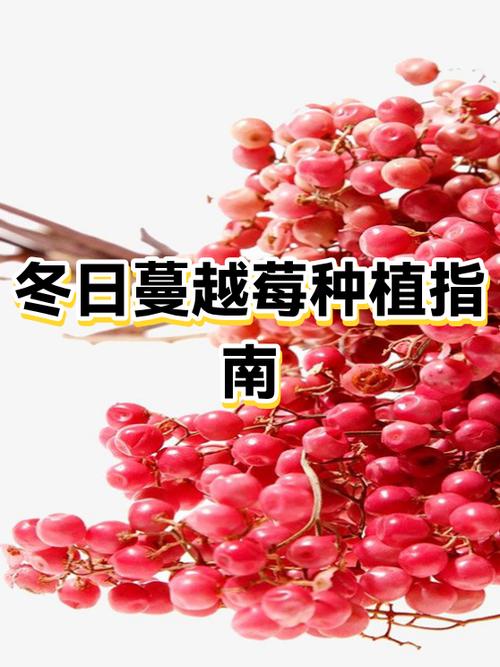 蔓越莓什么时候吃最佳