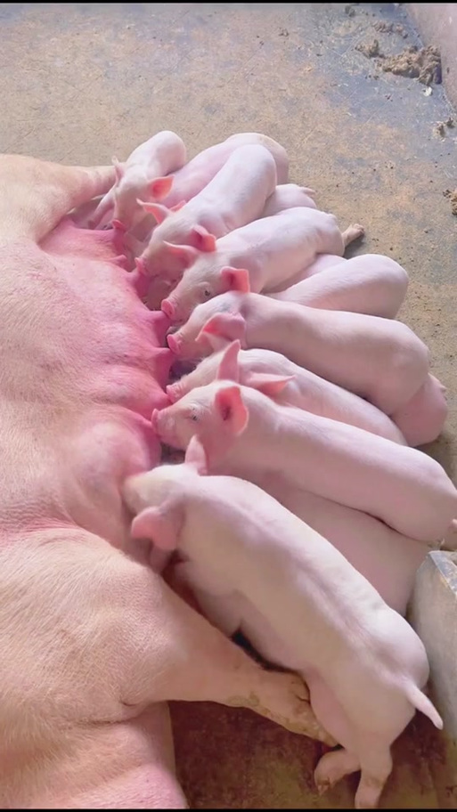 养母猪喂什么东西最好