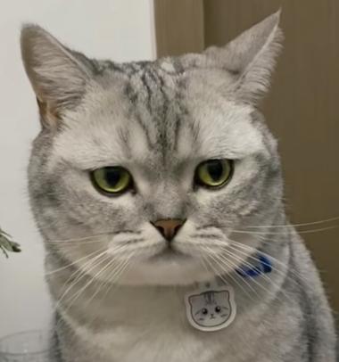 猫头奢侈品牌缩略图