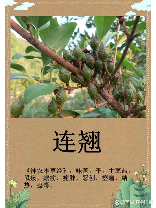 连翘怎么加工存放