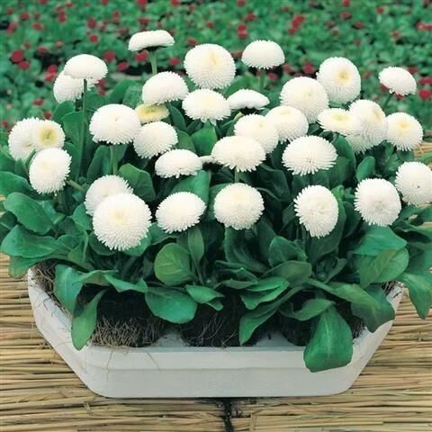 白色雏菊的含义修改免广告游戏截图