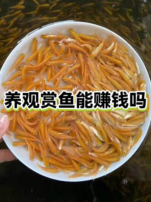 攒钱锦鲤能赚钱吗在线阅读游戏截图