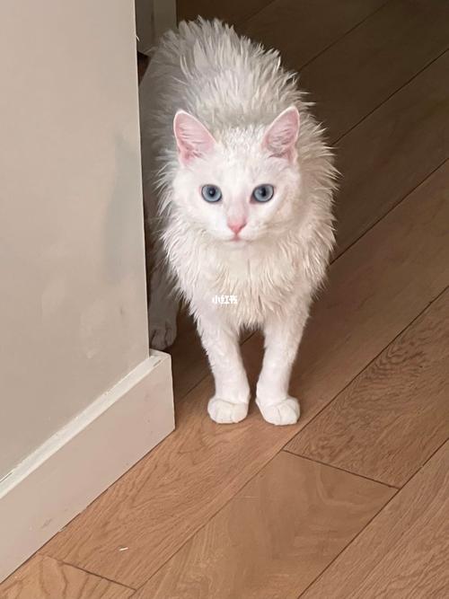 刺猬猫官网中文版免费下载游戏截图