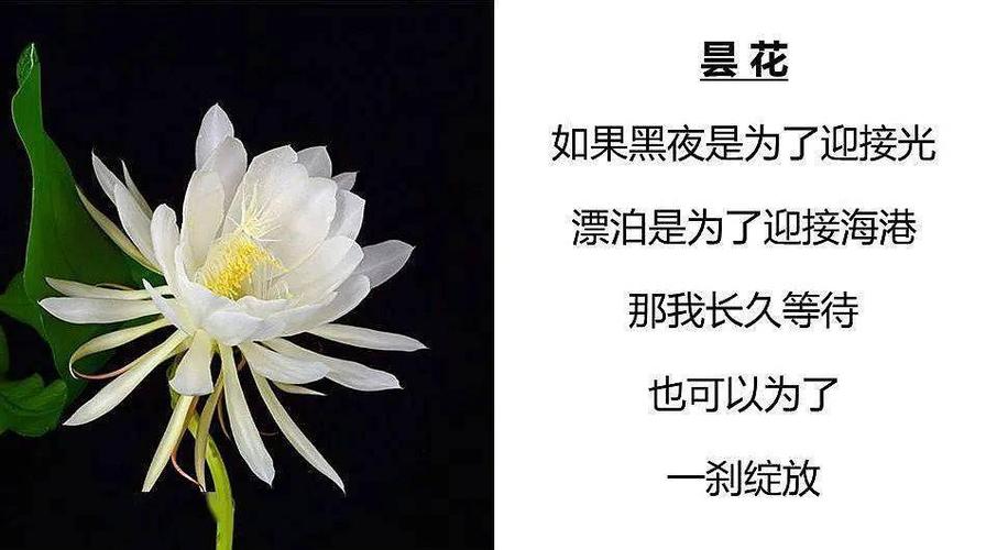 女人最爱哪两种花