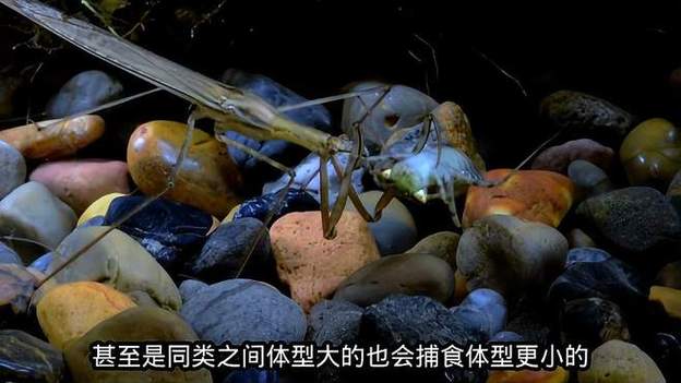 水螳螂vs田鳖免广告版游戏截图