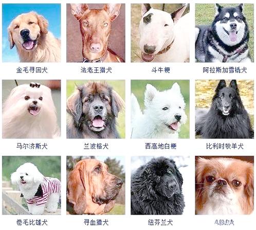 常见宠物狗的品种及图片