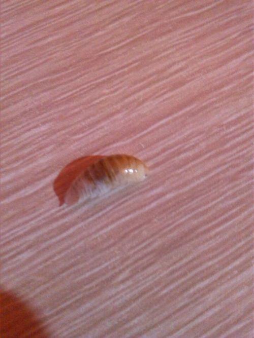 皮皮虾的幼虫缩略图