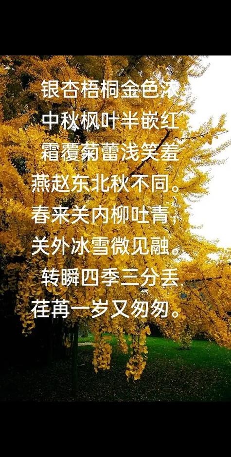 一叶梧桐解半秋下一句无限金币修改版游戏截图