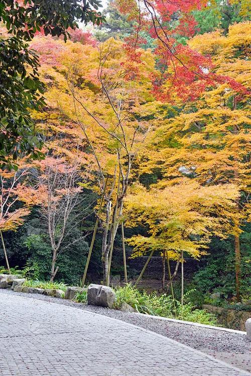主人公叫叶枫的都市小说