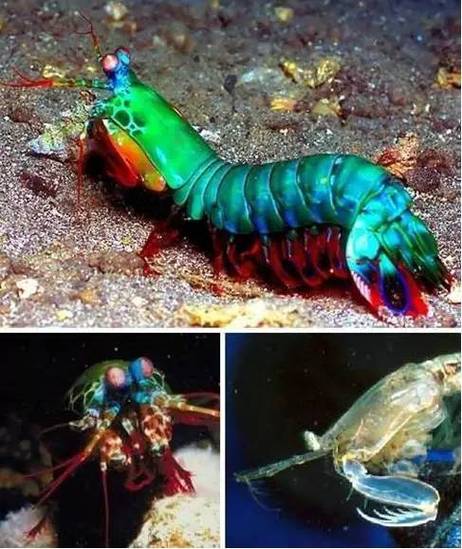 皮皮虾红包怎么领