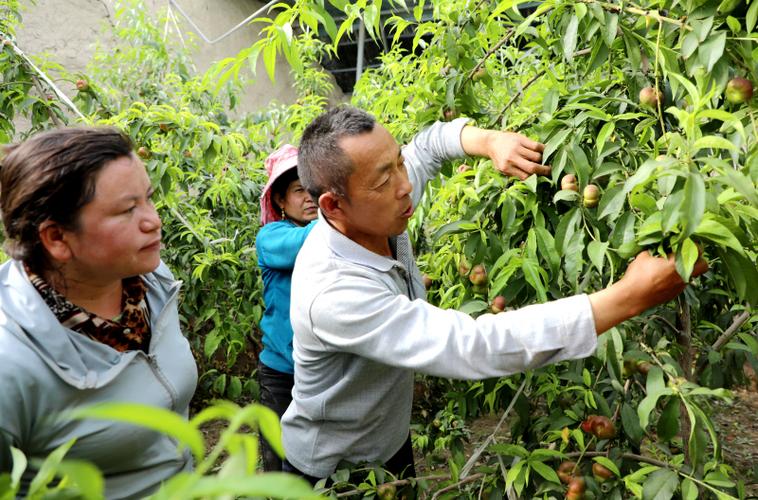 乡村生活2.0桃子移植贺岁版游戏截图