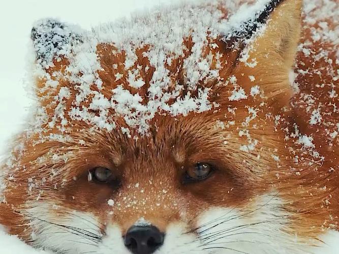 雪狐视频内置VIP游戏截图