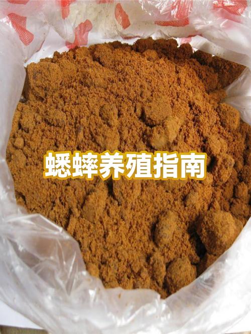 白天怎么逮到大蛐蛐