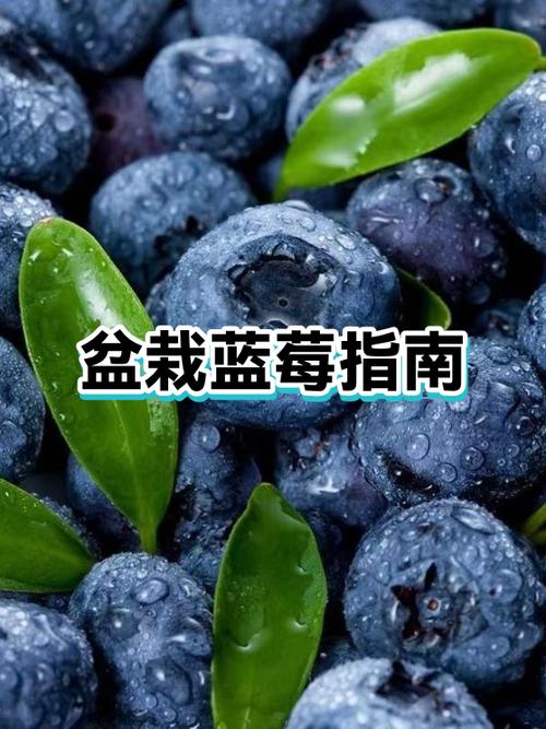 蓝莓多久吃一次最佳