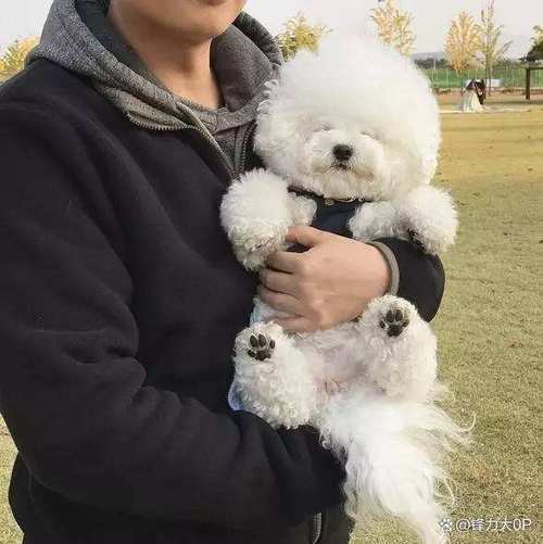 养比熊的十大坏处