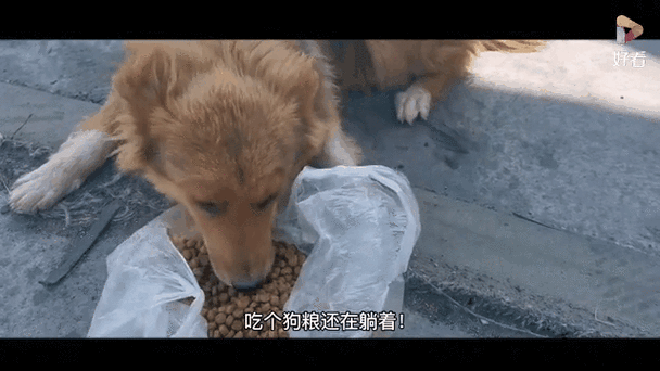 撒狗粮gif