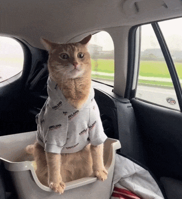让开猫