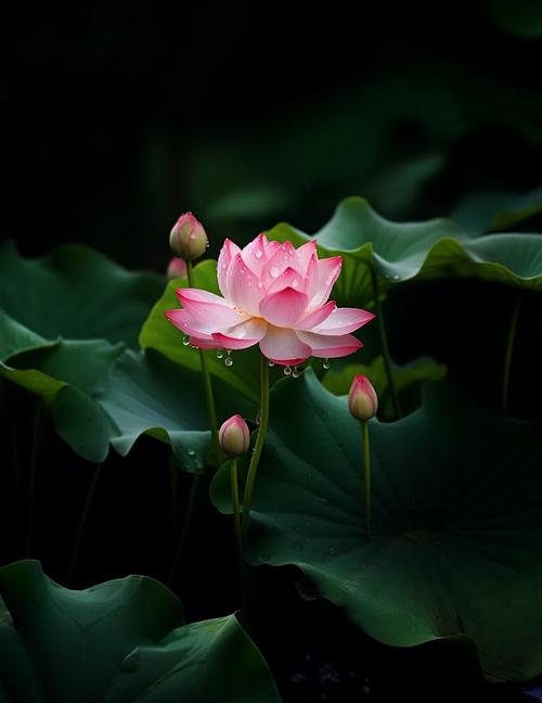 莲花梦迟(一蓑烟雨)无广告正版游戏截图