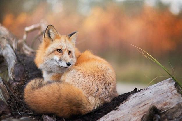 fox狐狸极速版2023游戏截图