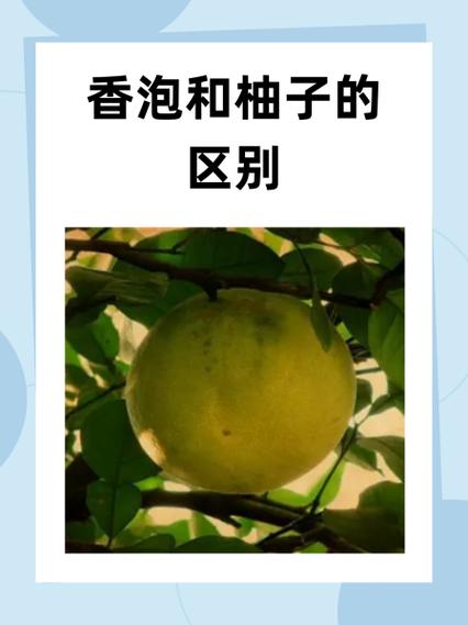 红柚子和白柚子的区别的功效与作用