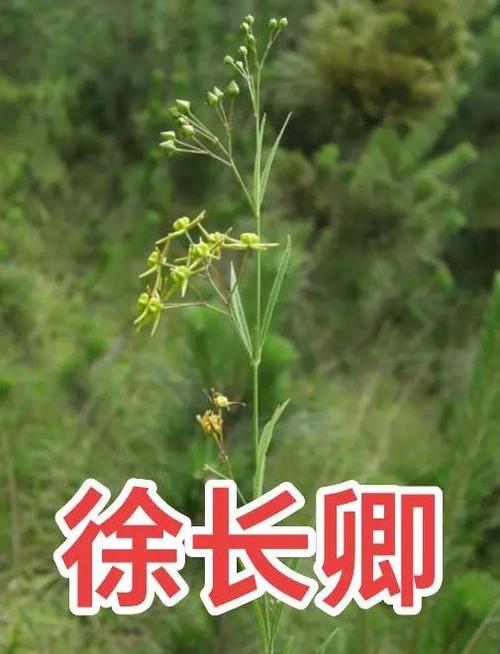 草药学怎么升