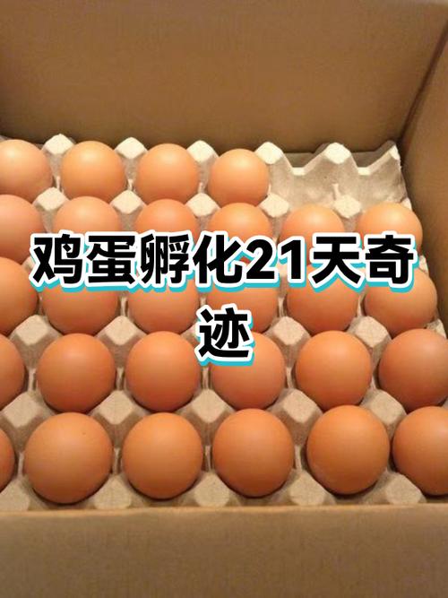 鸡蛋孵化小鸡的过程