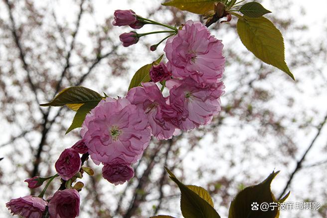 某父樱花