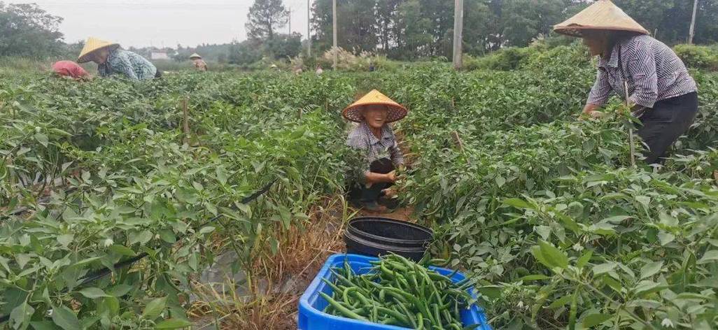 辣讯是利用什么赚钱的