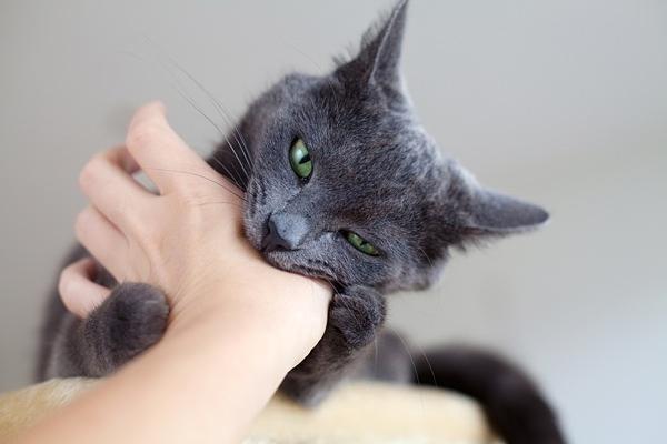 猫扑人是为什么