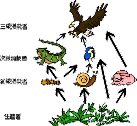 《食物链》5