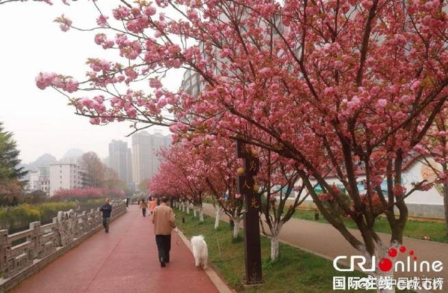 樱花动漫官方正版网站去广告修改版升级游戏截图