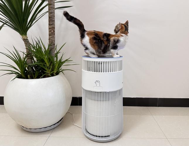 猫咪肚子里有猫毛怎么处理