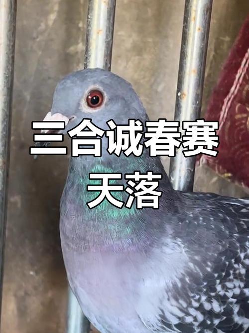 2026广东三合城赛春季鸽章程