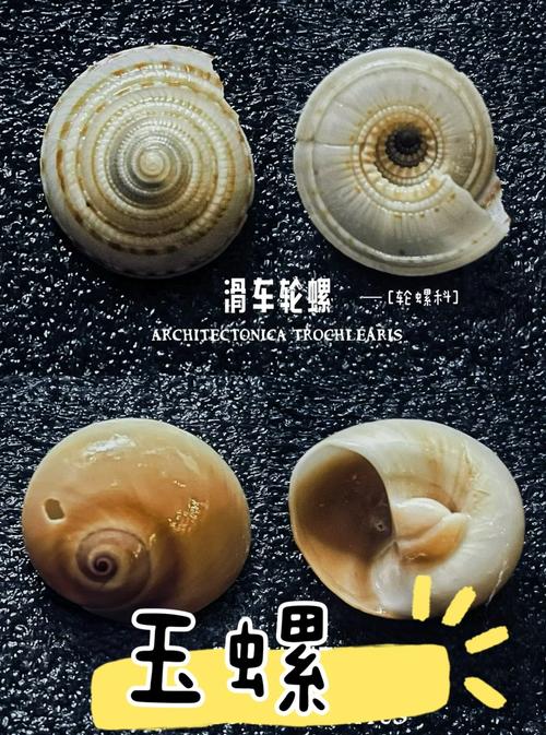 海螺壳脚本工具去广告修改版升级游戏截图