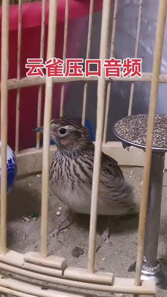 云雀直播
