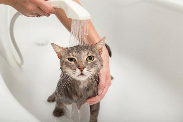 猫洗完澡不认识怎么恢复