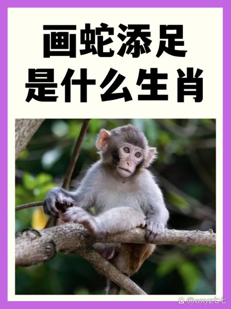 媊是什么生肖