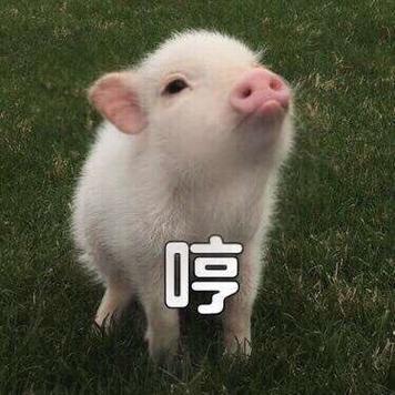 那个喊到的猪的表情包