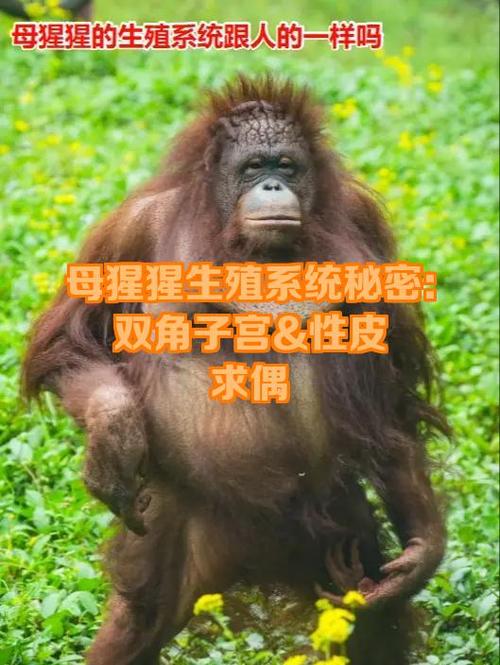 雌猩猩的生殖长什么样