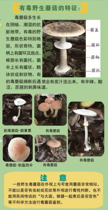 好蘑菇和毒蘑菇美化版游戏截图