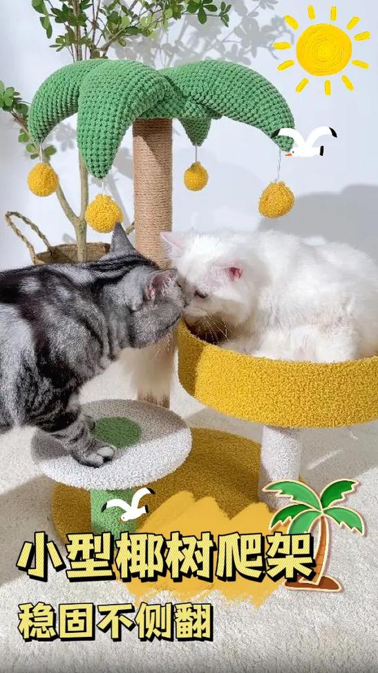 猫咪喜欢跟你玩意味着什么