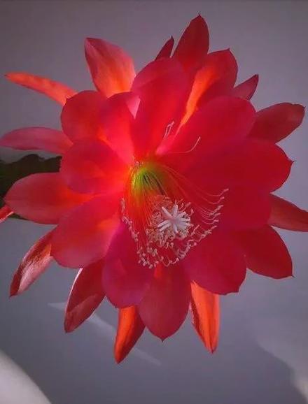 昙花绽放