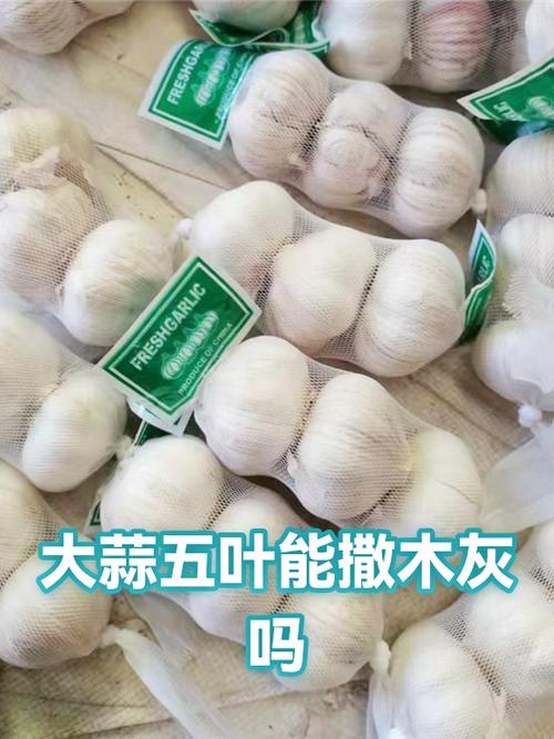 大蒜撒木灰的害处