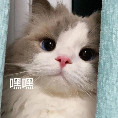 很火的那个猫的表情包
