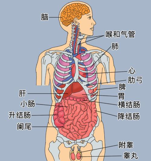 人的身体结构图 内脏简单图