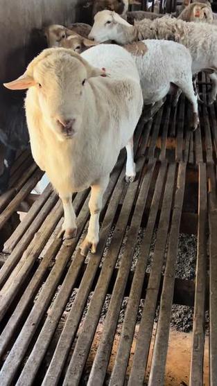 薅羊毛全自动脚本赚钱版游戏截图