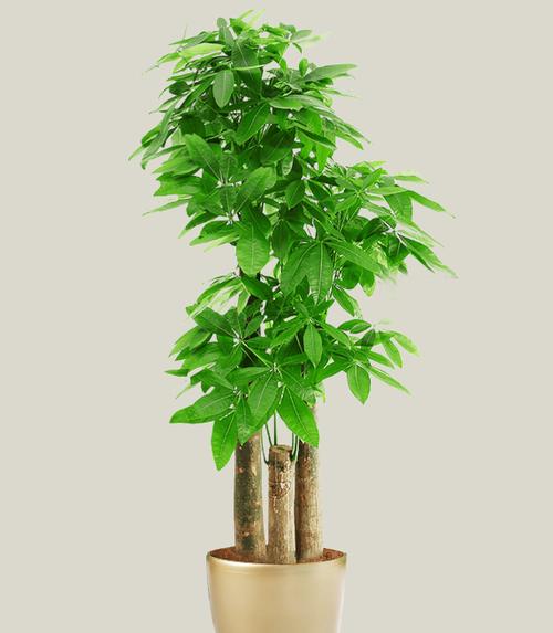 发财树什么样的造型最好看