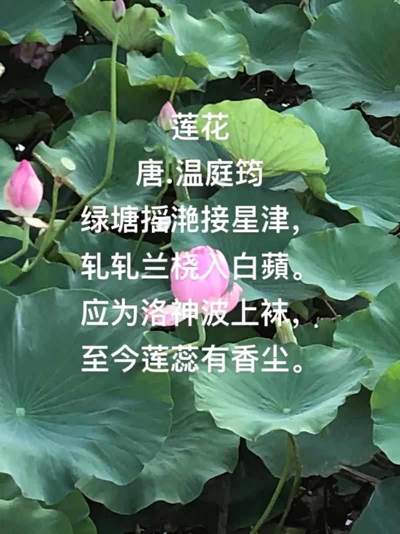 莲花迟梦by一蓑烟雨免排队游戏截图