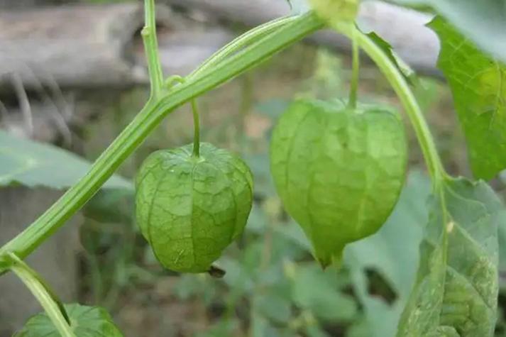 金角药材