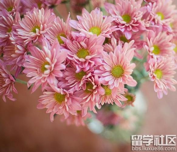 送雏菊的花语和寓意红包正版游戏截图